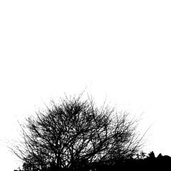Realistic silhouette of bush with bare branches (Vector illustration).ai10