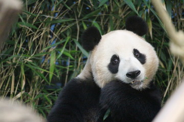 Fototapeta na wymiar Panda in Korea