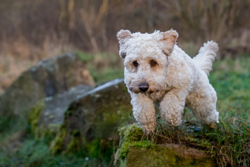 Hund rennt los