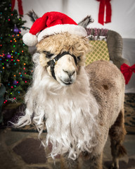 A portrait of an alpaca dressed up as Santa Claus