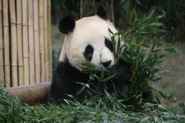 Obraz premium Panda in Korea