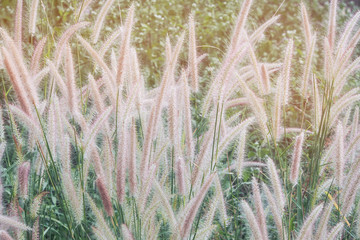 feather pennisetum or mission grass field