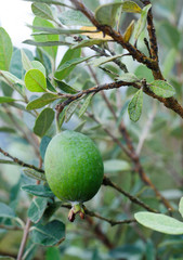 Feijoa tree twig with fruit (Acca)