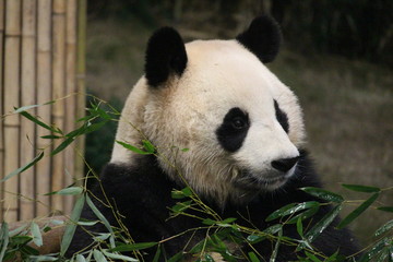 Fototapeta premium Panda in Korea