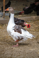Domestic goose on the farm