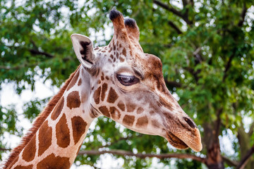 Close up portrait of Masai giraffe