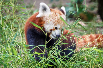 red panda feeding on bamboo leaf