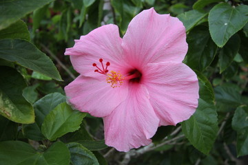 Green plant with large pink hibiscus flower