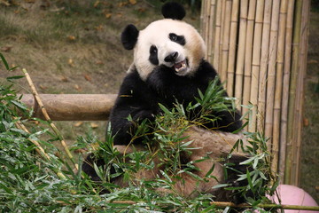 Fototapeta premium Panda in Korea