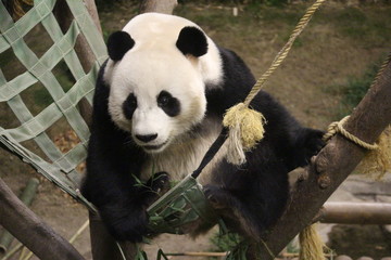 Fototapeta premium Panda in Korea