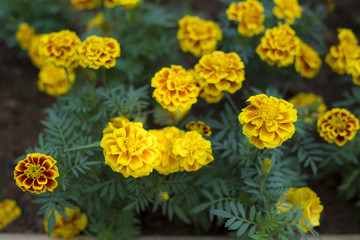 Marigolds flower