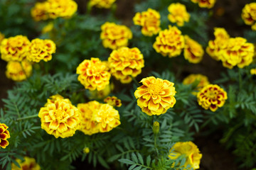 Marigolds flower