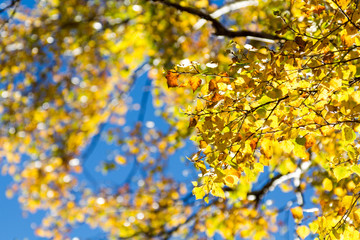 background texture of yellow leaves autumn leaf