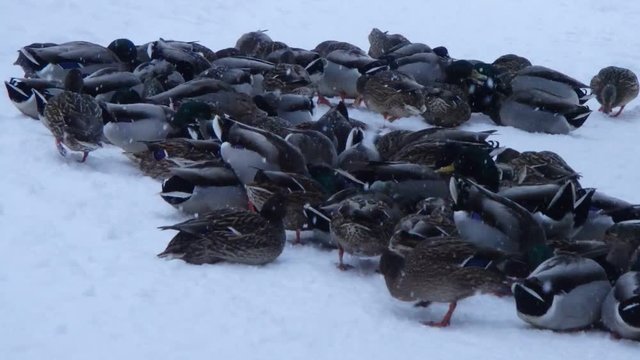 canards en hiver