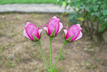 pink bud roses at Diomides botanical garden of Greece