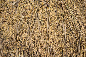 Rice grains drying background
