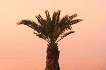 Izola, Slovenia - palm tree on the promenade at sunset - 131302389