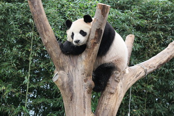 Obraz premium Panda in Korea