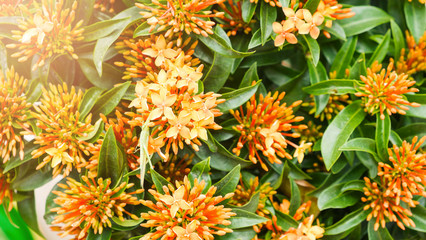 Orange Ixora Flowers