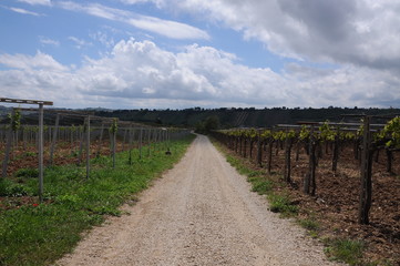 Fototapeta premium small road with gravel between the rows of vines