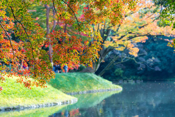 the beautiful autumn color of Japan maple leaves on tree is gree