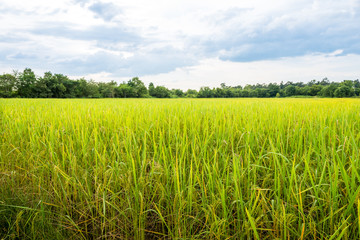 Fototapeta premium Rice field