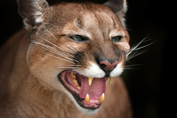 Fototapeta premium Puma bliska portret z pięknymi oczami warczy na białym na czarnym tle