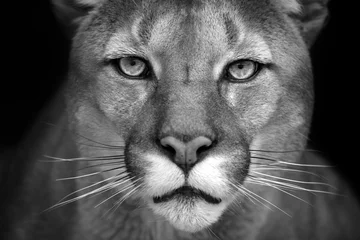 Foto auf Acrylglas Panther Puma Nahaufnahme Porträt auf schwarzem Hintergrund isoliert. Schwarz und weiß