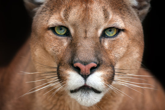Puma close up portrait with beautiful eyes isolated on black background