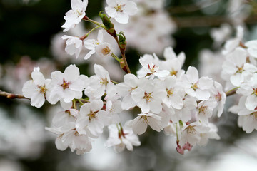Sakura or cherry blossom flower full bloom in winter