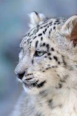 Poster Beautiful cute snow leopard baby portrait close up on blue background © kwadrat70