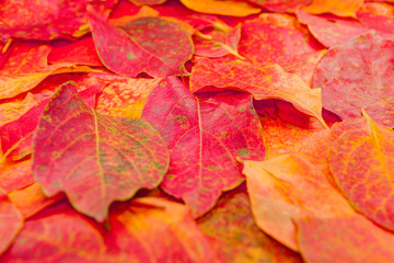 Close-up of maple autumn leaf