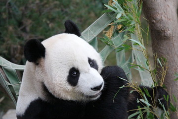 Obraz premium Panda in Korea