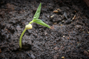 Young bean plant grow up in soil