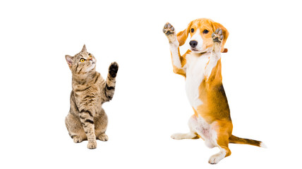 Funny beagle dog and playful cat Scottish Straight 