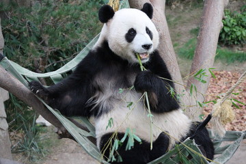 Obraz premium Panda in Korea