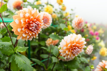 Beautiful Chrysanthemums