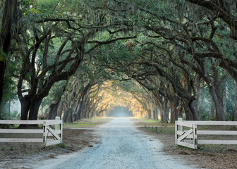 Road lined with oak trees