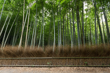 Naklejka premium Arashiyama Bamboo Groves