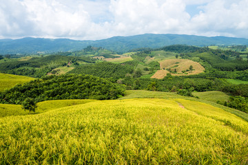 rice field on mountain
