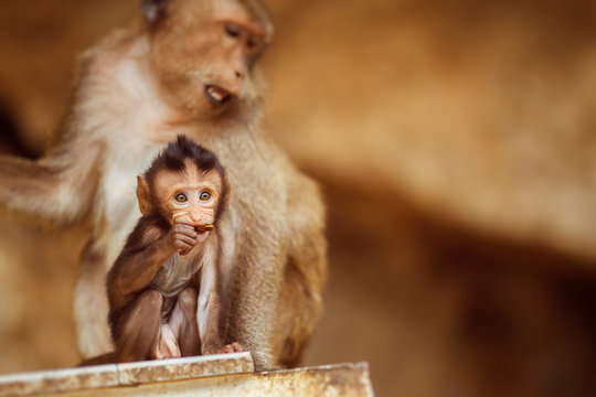 Monkey is sitting with child outdoors at blurred background.