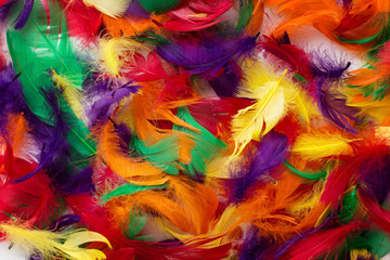 coloured feathers backgound