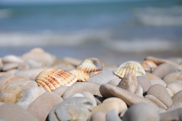 Fototapeta na wymiar marine seashell