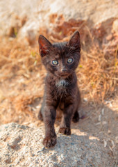 Naklejka na ściany i meble black cat with yellow eyes