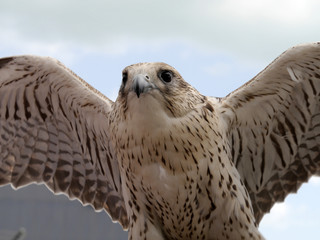 Falke mit gestreckten Flügeln