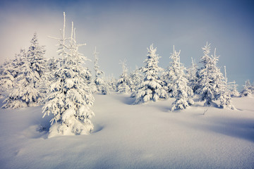 Sunny morning scene in the mountain forest.