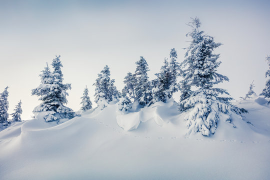 Sunny morning scene in the mountain forest. © Andrew Mayovskyy