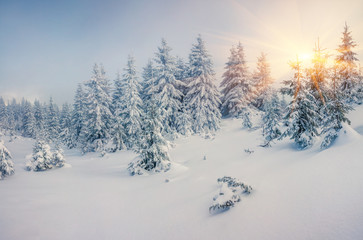 Fototapeta premium Bright morning scene in the mountain forest.