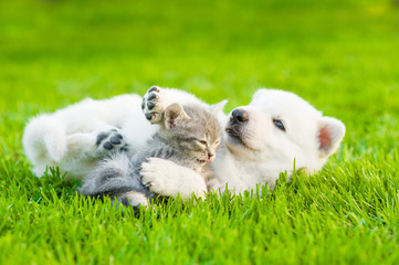 Naklejka na ściany i meble White Swiss Shepherd`s puppy playing with tiny kitten on green grass