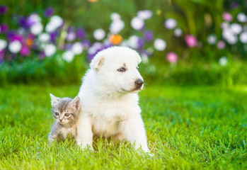 White Swiss Shepherd`s puppy and kitten sitting together on green grass